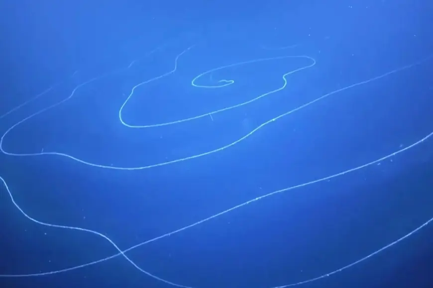 На глибині 6000 метрів знайшли 15-метровий організм: вчені здивовані