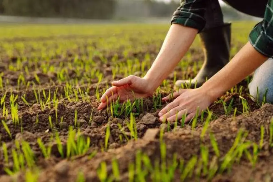 Проблеми посівної 2026: зимові втрати та весняні ціни