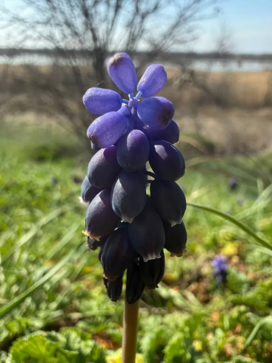 У степах Одещини зацвіла квітка з багатьма іменами та десертним ароматом
