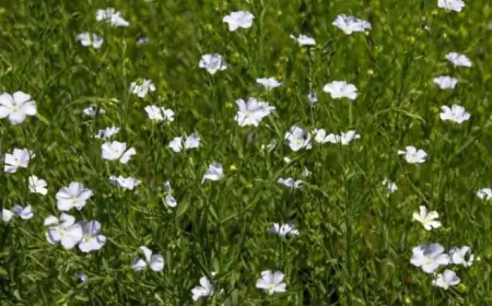 Господарство з Одещини тестує вирощування золотистого льону