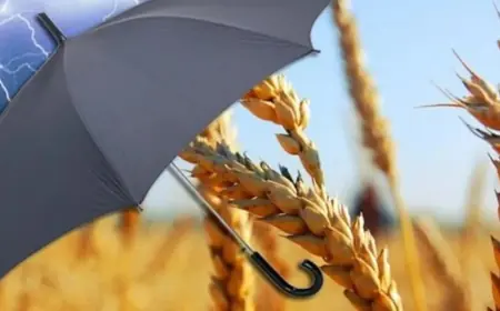 Агрострахування в Україні розширюватиметься