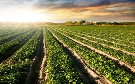 Україна спростила процедуру зміни цільового призначення сільгоспземель