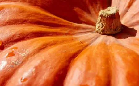 Як ефективно підійти до вирощування насіннєвих гарбузів