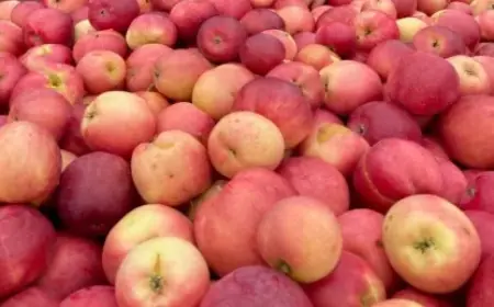 Яблуневий код України: традиції, що працюють на майбутнє