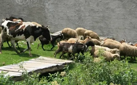 В Україні більше не видають дотації на корів, кіз та овець