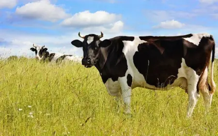 На Одещині зросло виробництво сільськогосподарської продукції