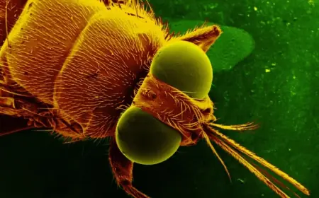 Ховається під "плащем-невидимкою": вчені розгадали маскування смертельно небезпечної хвороби