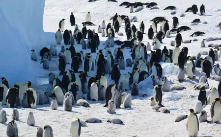 Імператорський пінгвін та морський котик перебувають під загрозою зникнення через зміну клімату
