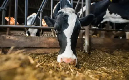 Україну очікує масове закриття молочних ферм