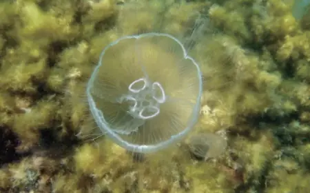 Загроза екосистемі Приазов’я: окупанти готують масштабний вилов медуз в Азовському морі