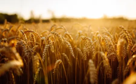 Через зміну клімату південь України втратить аграрний потенціал, а роль заходу зросте