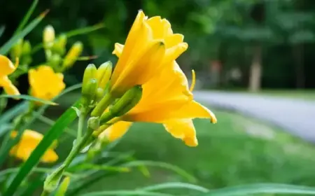 Біля Дунаю знову зацвіла одна з найрідкісніших квіток у світі: росте лише в одному місці