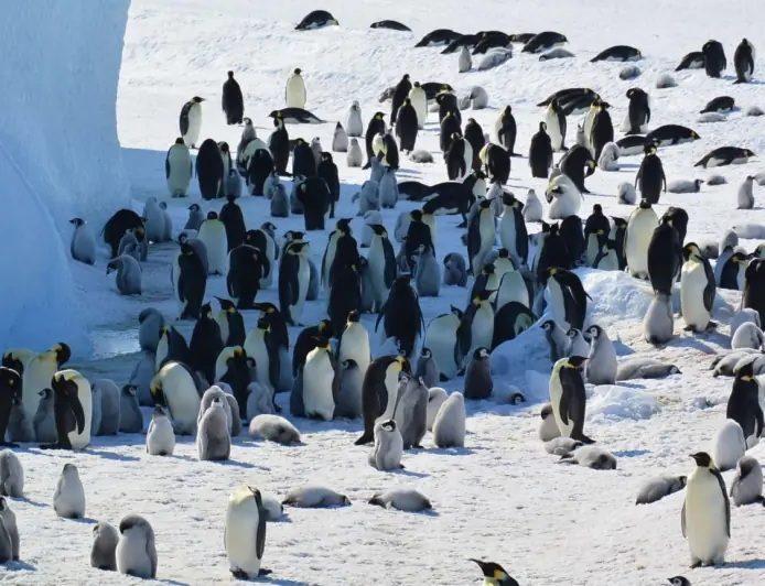 Імператорський пінгвін та морський котик перебувають під загрозою зникнення через зміну клімату