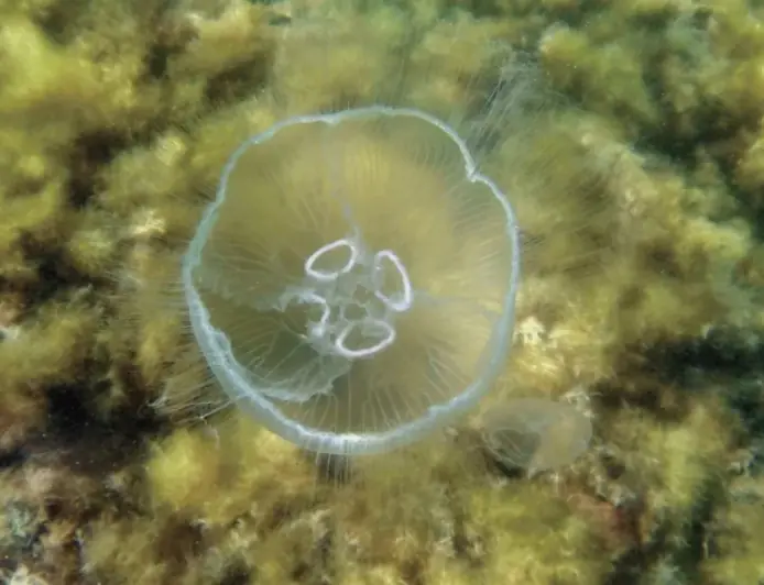 Загроза екосистемі Приазов’я: окупанти готують масштабний вилов медуз в Азовському морі