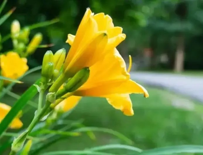 Біля Дунаю знову зацвіла одна з найрідкісніших квіток у світі: росте лише в одному місці