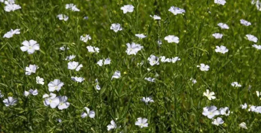 Господарство з Одещини тестує вирощування золотистого льону