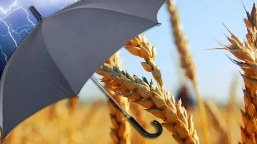 Агрострахування в Україні розширюватиметься