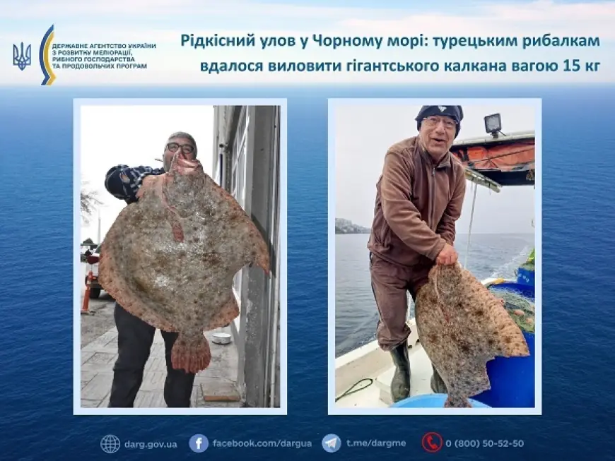 Рідкісний улов у Чорному морі: турецьким рибалкам вдалося виловити гігантського калкана вагою 15 кг