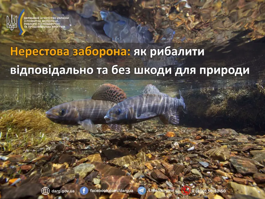 Нерестова заборона: як рибалити відповідально та без шкоди для природи