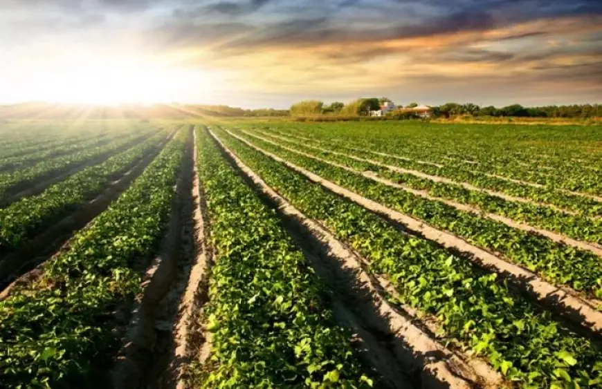 Україна спростила процедуру зміни цільового призначення сільгоспземель