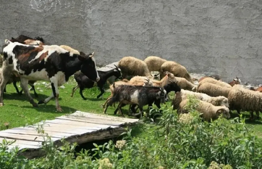 В Україні більше не видають дотації на корів, кіз та овець