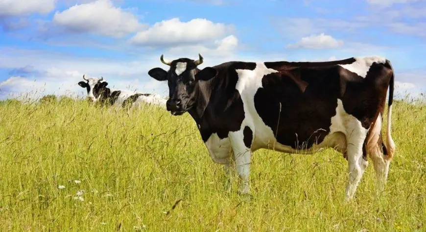 На Одещині зросло виробництво сільськогосподарської продукції