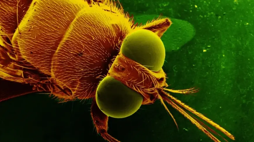 Ховається під "плащем-невидимкою": вчені розгадали маскування смертельно небезпечної хвороби