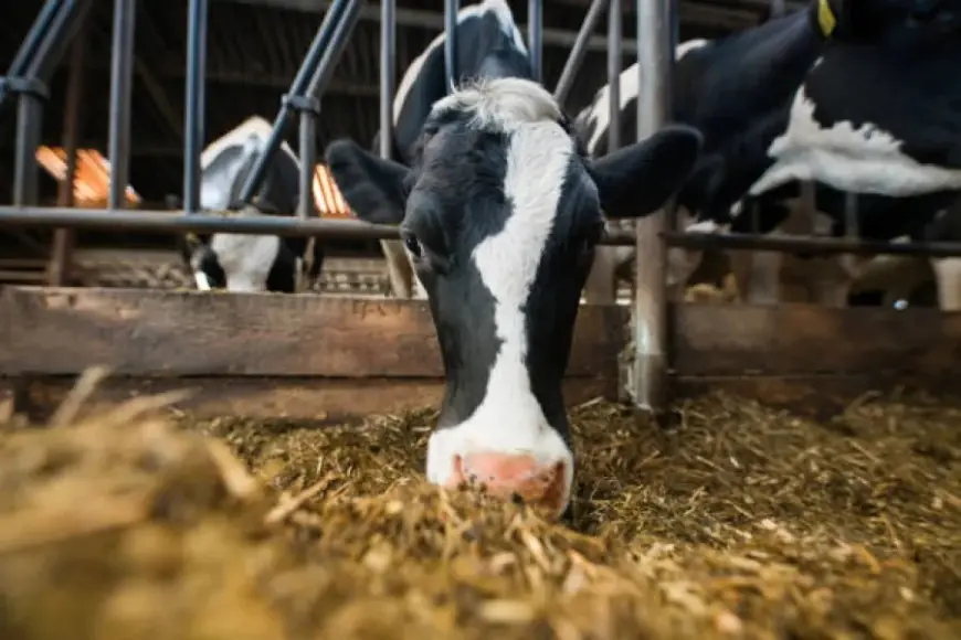 Україну очікує масове закриття молочних ферм