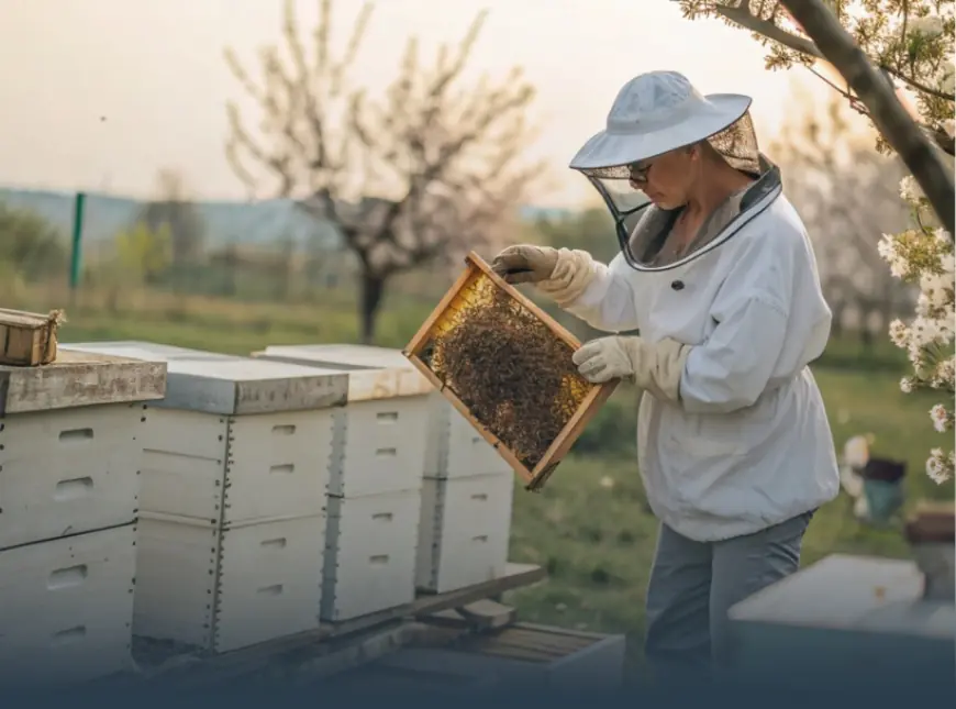 Реєстрація пасіки робить її діяльність офіційною