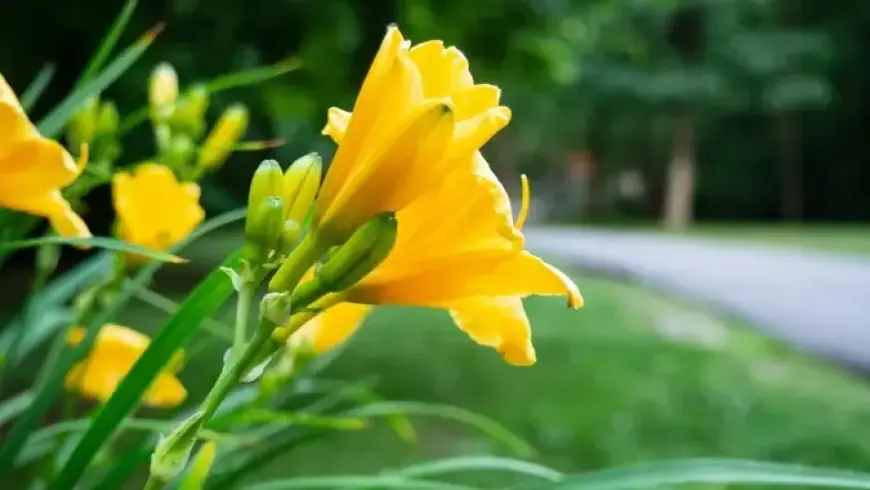 Біля Дунаю знову зацвіла одна з найрідкісніших квіток у світі: росте лише в одному місці