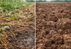 Чому південь України має відмовлятися від оранки? Strip-till і No-till — не мода, а виживання