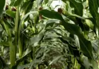 Затримка посівної може коштувати аграріям частини врожаю — УКАБ