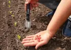 В Україні відновлюють аграрне статистичне обстеження домогосподарств