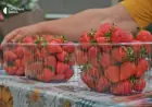 "Вона бере все необхідне із сонця та землі": як вирощують полуницю на півдні Одещини