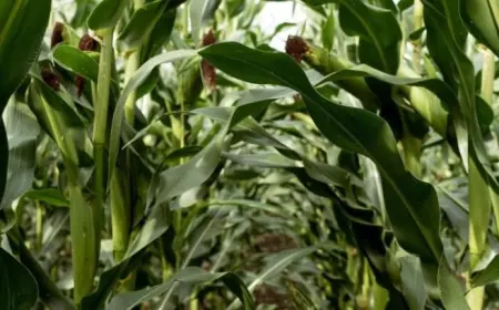 Затримка посівної може коштувати аграріям частини врожаю — УКАБ