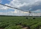 Картопля без поливу стає рідкістю: чому фермери в Україні переходять на зрошення
