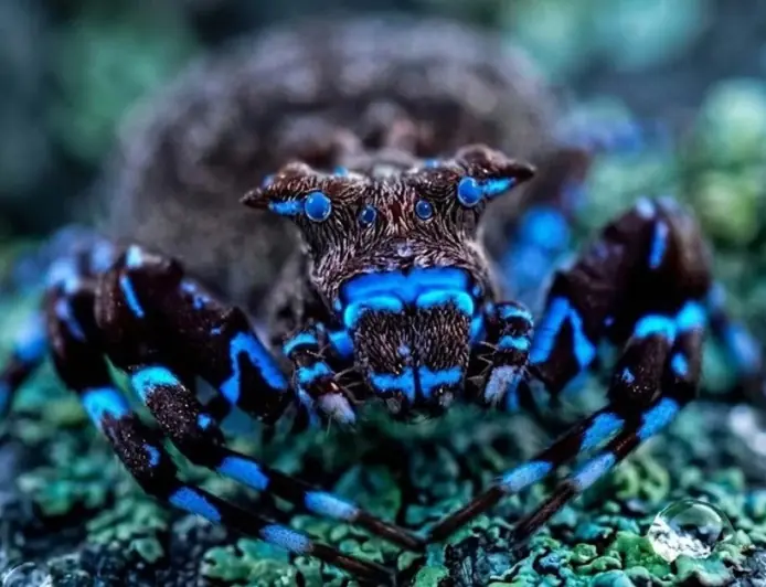 Павук, що світиться, та метелик з "пташиним пір'ям": на висоті 1500 метрів знайшли "загублений світ"