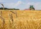 Одещина зібрала перший мільйон тонн зерна нового врожаю