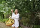 Яблуня сусіда нависає над вашим парканом: кому належать плоди і чи можна зрізати гілки