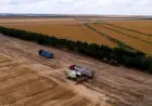 Господарство з Одещини відмовилось від соняшнику  — його замінив льон