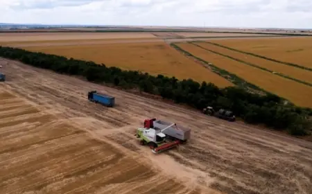Господарство з Одещини відмовилось від соняшнику  — його замінив льон