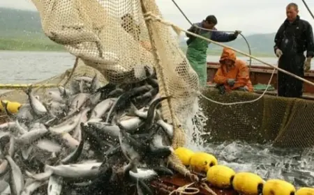 Промислове рибальство Одещини опинилося на межі колапсу
