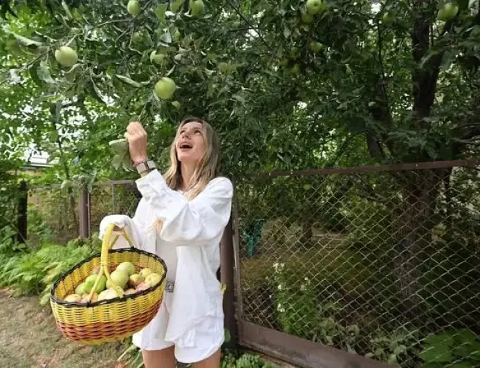 Яблуня сусіда нависає над вашим парканом: кому належать плоди і чи можна зрізати гілки