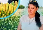 "Найскладніше — погода": як родина з Березівки вирощує солодку кукурудзу