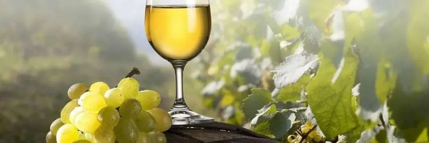 Українське виноробство повертається до зростання після п’яти років воєнного випробування