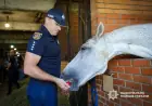 Унікальна реабілітація в Одесі: коні замінюють лікарняні стіни для поранених військових і поліцейських