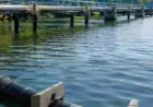 На Нижньому Дунаї планують відновити водосховища, рукави річки та зрошувальні системи